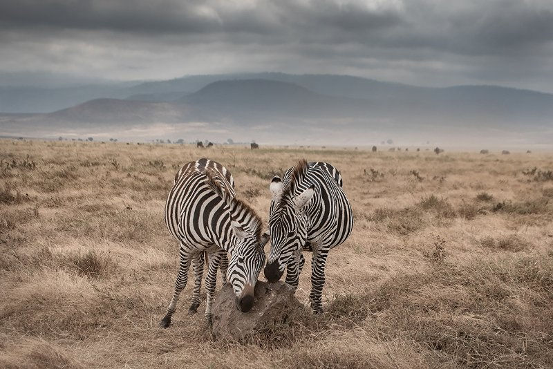NGORONGORO