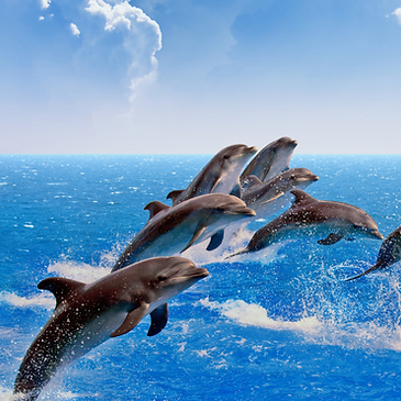 Sayafri Tours & Safari