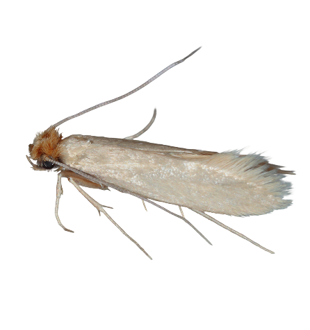 Nahaufnahme einer Kleidermotte auf schwarzem Grund, zeigt Flügel und Fühler.