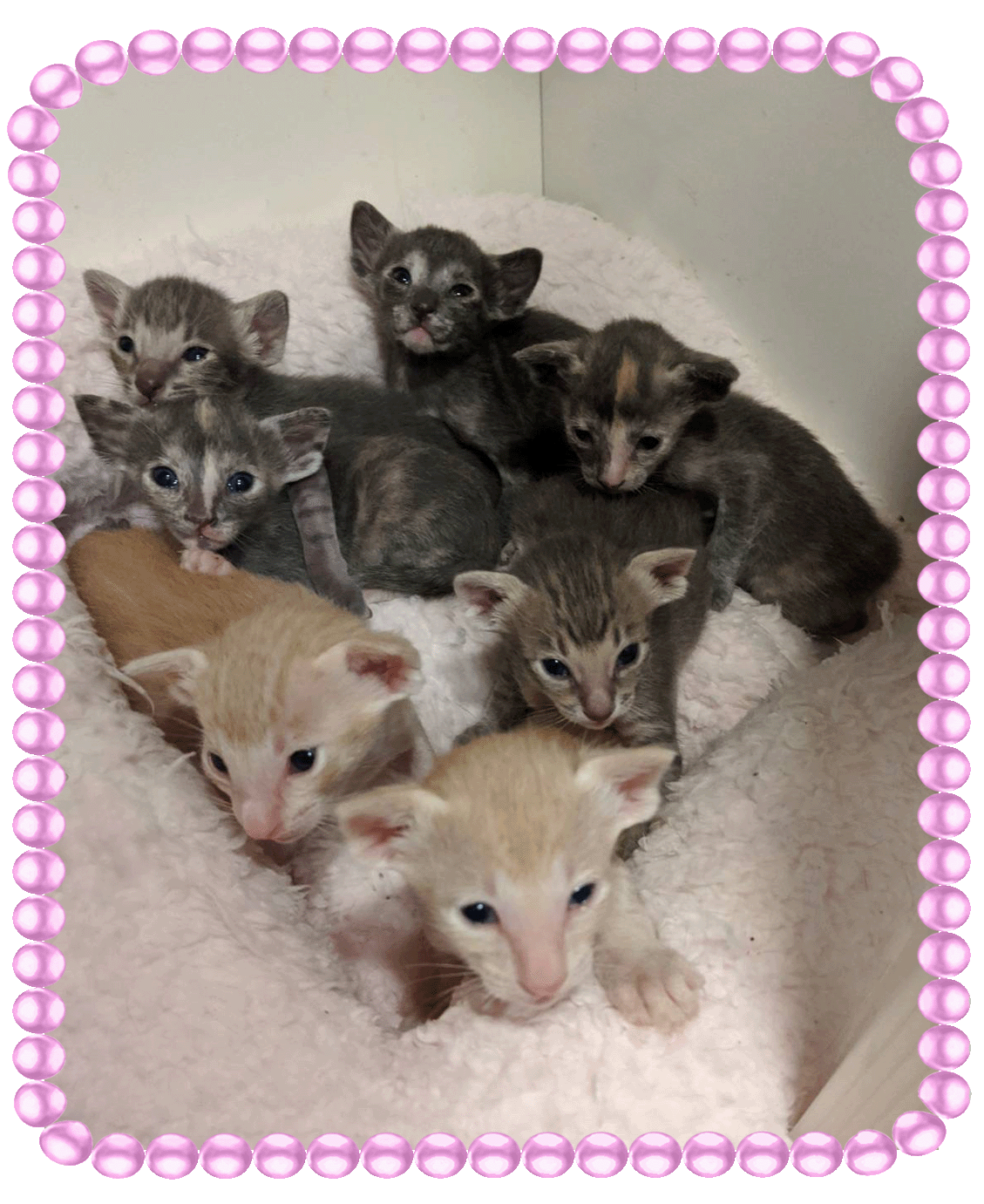 7 Kittens-Pink.gif
