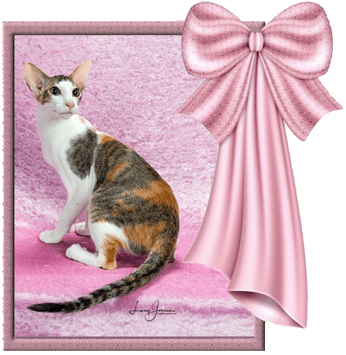 Sheryl-Ribbon Frame.gif
