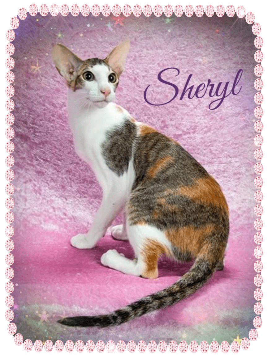 Sheryl-Peal.gif