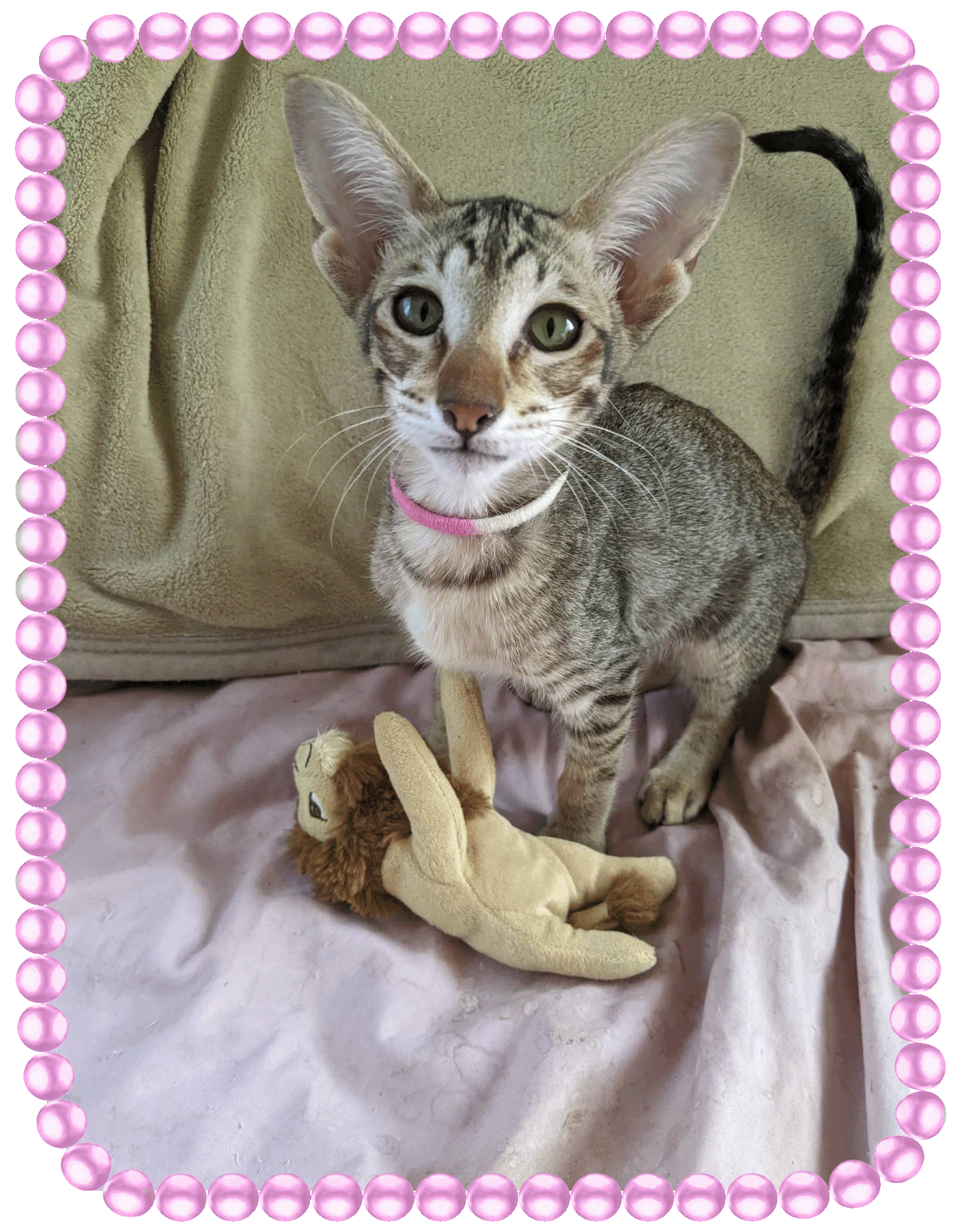 LiLi-Pink.gif