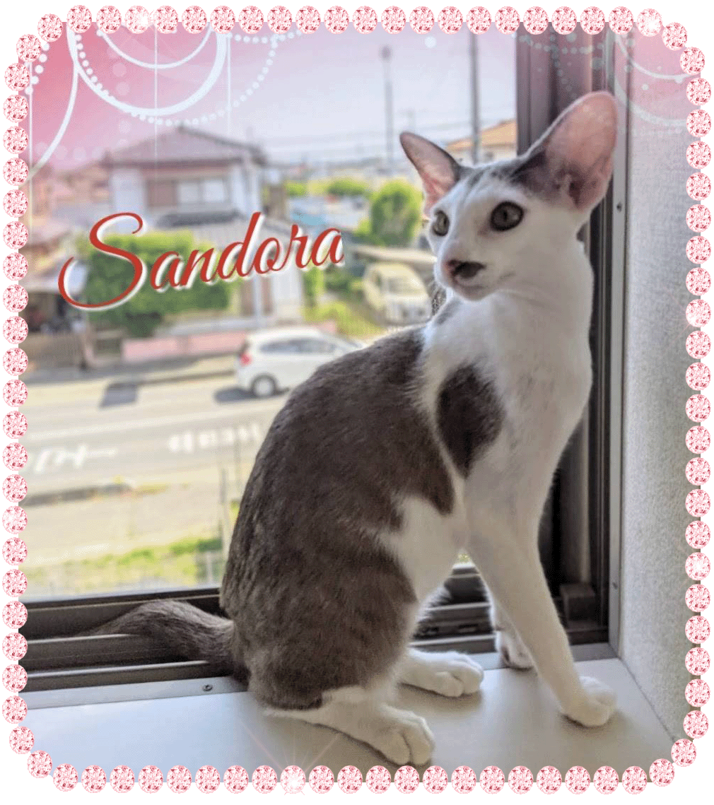 Sandora-Peal.gif