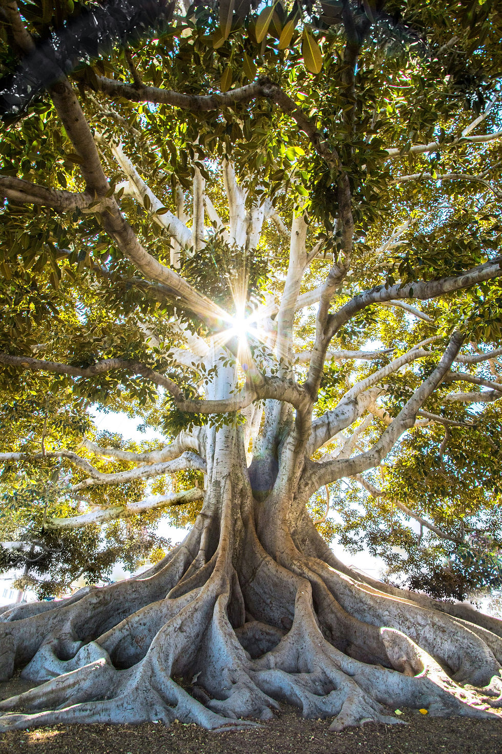 Majestic tree with sprawling roots and thick branches, sunburst shining through the center, symbolizing grounded strength, growth, and inner light.