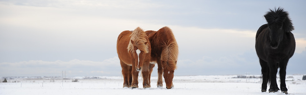 We offer riding tours in iceland in summer and winter