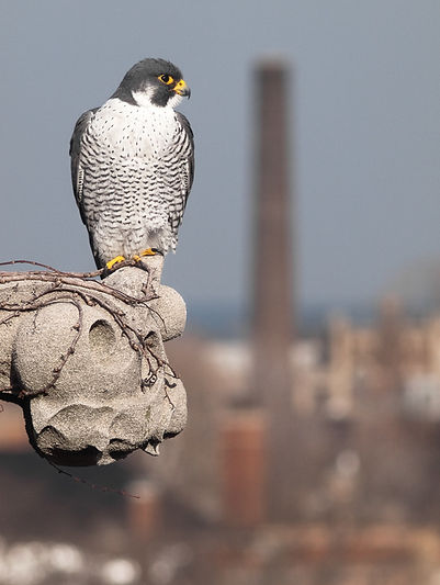 DZaraza_Urban_Peregrine.jpg