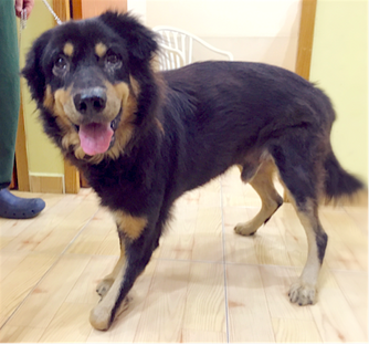 Fosterer or Forever Home Needed: Kenny