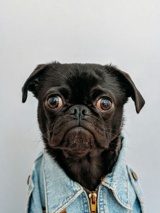 Formação em Nutrição Aplicada e Manejo Alimentar de Animais Aquáticos