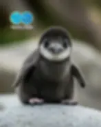 pinguinposResultado.webp