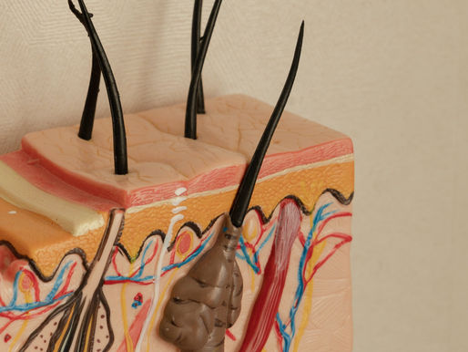 Unveiling the Anatomy of the Skin: The Body's Protective Shield