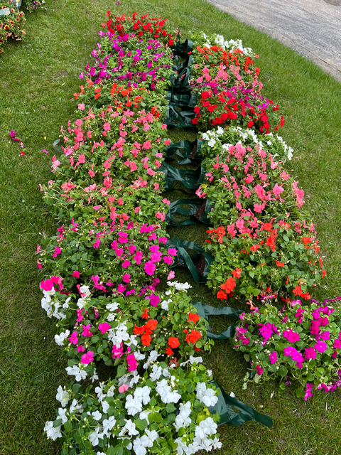Hanging Baskets