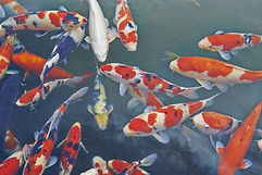 Koi is an informal name for the colored variants of the European common carp. There are many varieties of ornamental koi, originating from breeding that began in Japan in the early 19th century. Several varieties are recognized in Japan, distinguished by coloration, patterning, and scalation. Some of the major colors are white, black, red, orange, yellow, blue, brown and cream. They can grow very large, so plan to move them to a pond and they will thrive for many decades.
