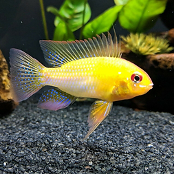 The gold ram is a colorful, South American dwarf cichlid. The gold ram will reach a length of three inches and live up to five years in captivity. As an individual, the gold ram may only require an aquarium of twenty gallons. As a pair, the gold ram should be kept in twenty-nine gallons or more.