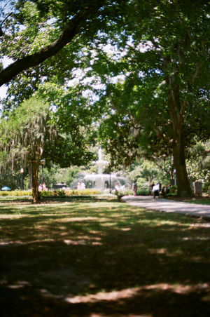 Midday at Forsyth Park
