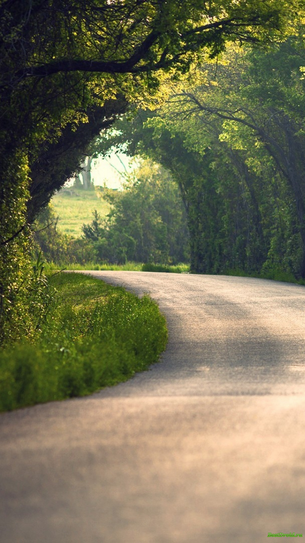 a road that is surrounded by trees and grass