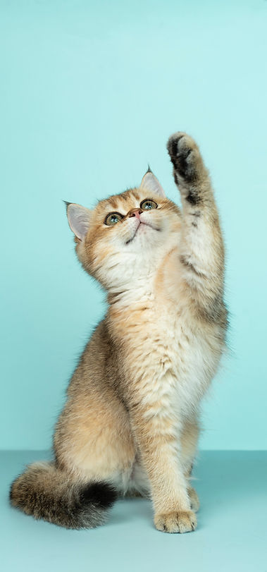 Cute Kitten