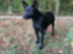 Ears our beloved Pack Dog