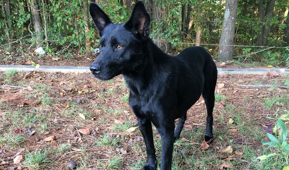 Ears our beloved Pack Dog