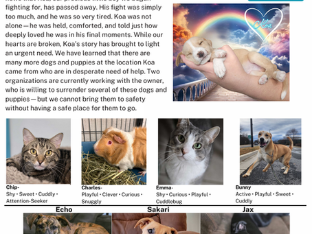 Street Paws Newsletter