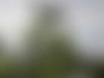 Nahaufnahme Löwenzahn