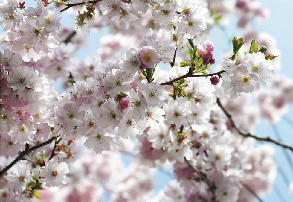 Thumbnail: KOMAR Spring Komar National Geographic 8-507