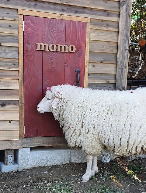 momomo.jpeg