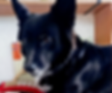 WhatsApp Image 2022-08-04 at 4_edited.png