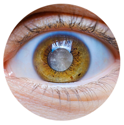 Untitled design (1) copy 12.png