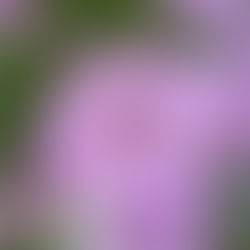 🌿 Kräuterpädagogik – Rezepte zum Ausprobieren