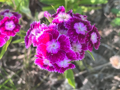 sweet william