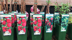 soft fruit ready for you to grow