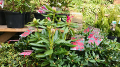 Rhododendrons ready to buy