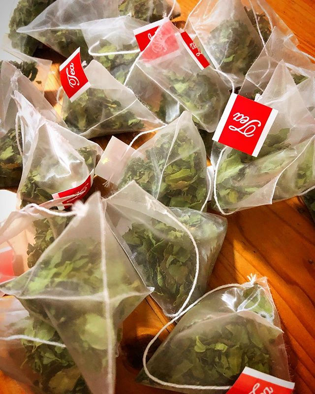 モリンガ茶_Moringa tea 🍵 #morinaga _#😋 #おいし