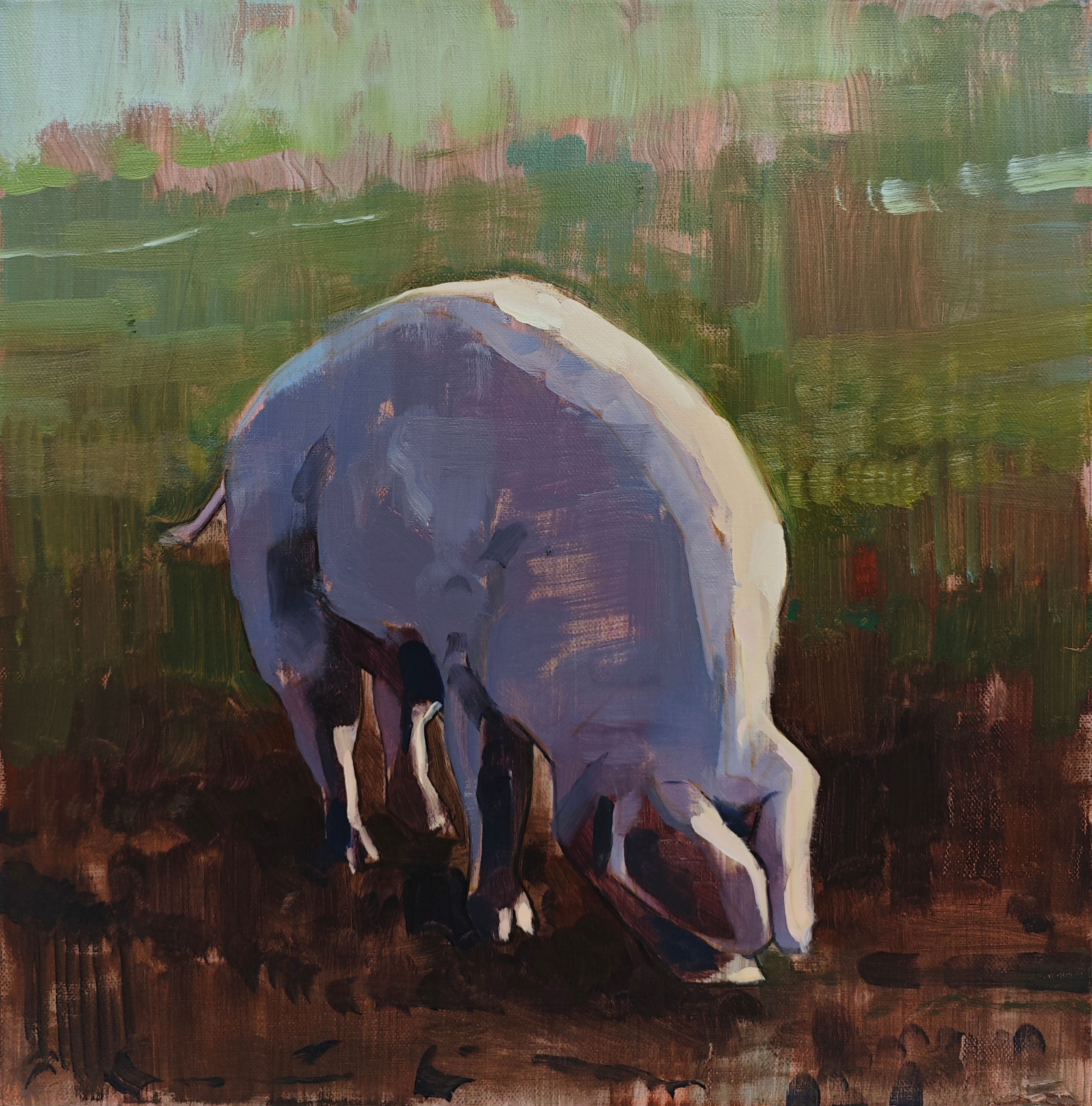 PIG STUDY