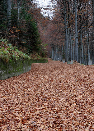 Wald im Herbst