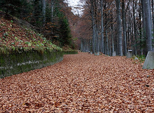 Autumn Woods