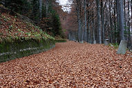 Autumn Woods