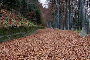 Autumn Woods
