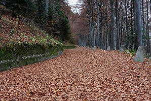 Autumn Forest Path