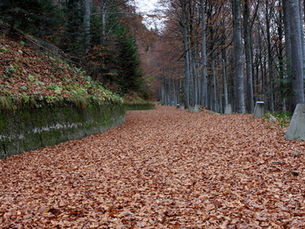 Our Autumn themed Sacred Spaces at Star of the Sea...