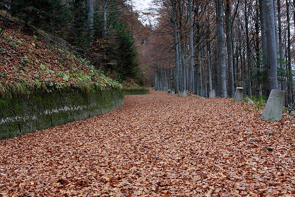 Autumn Woods