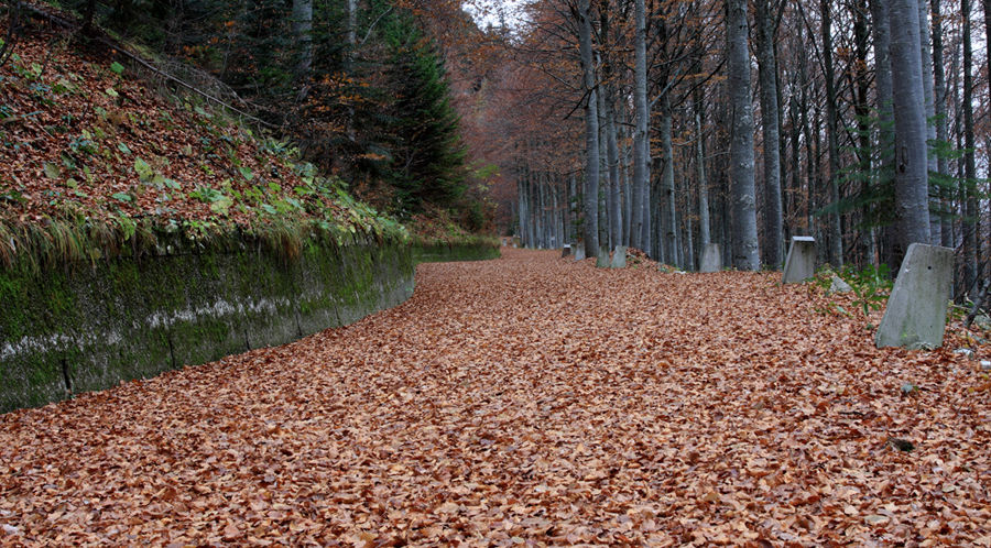 Wald im Herbst