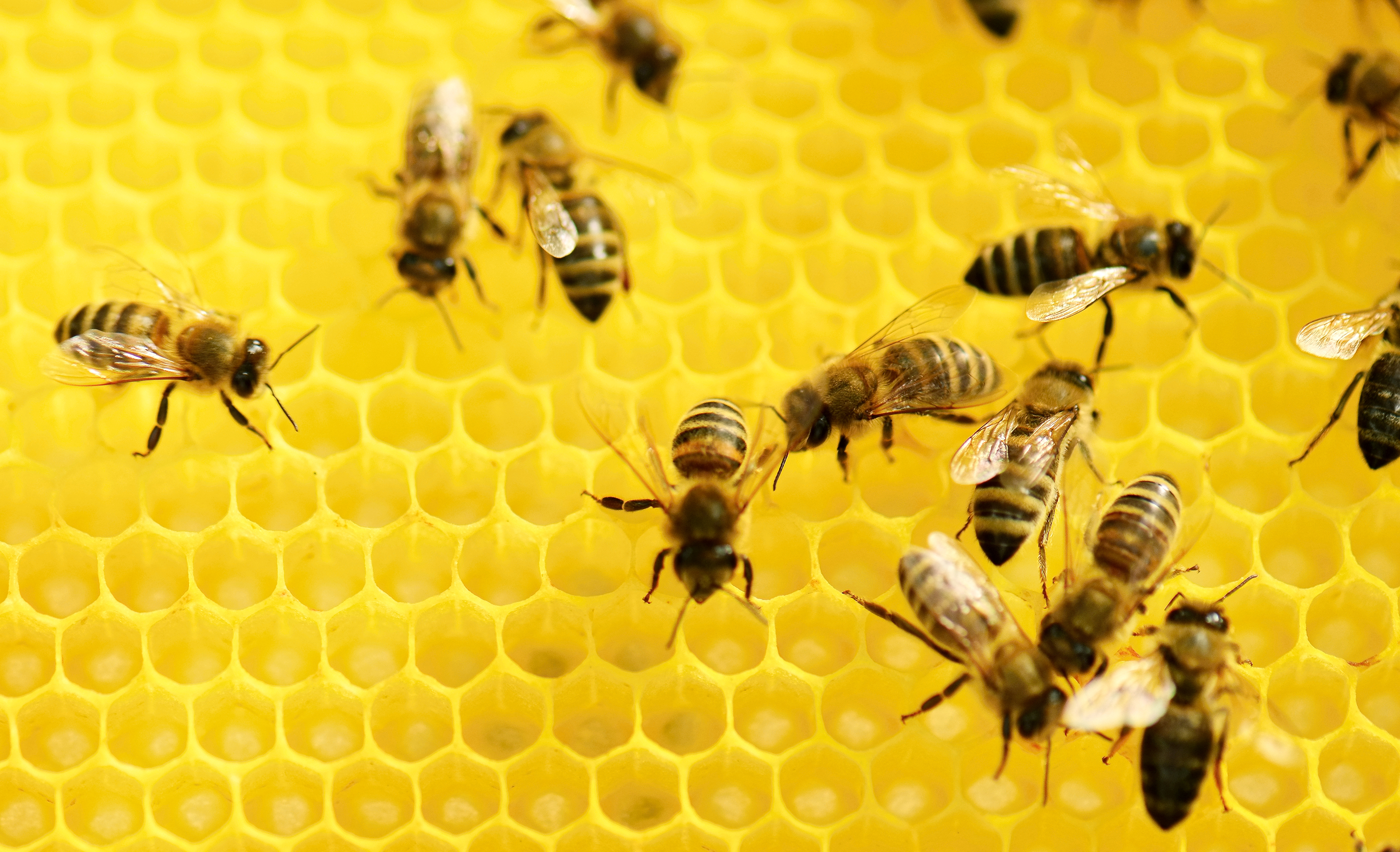 Close-up of honey bees on fresh comb. 