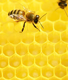 Bees at Work