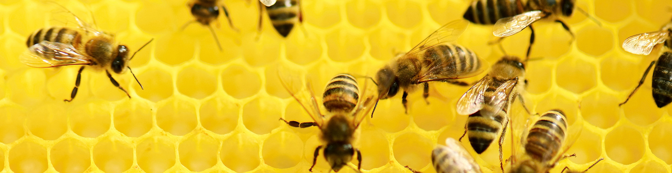 Bees at Work