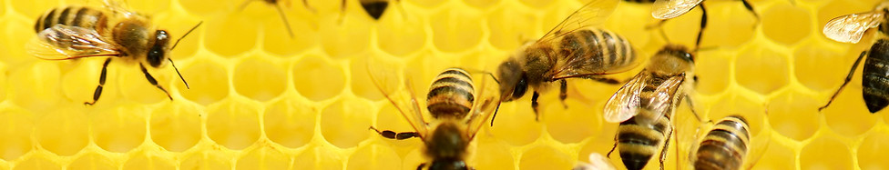 Bees at Work