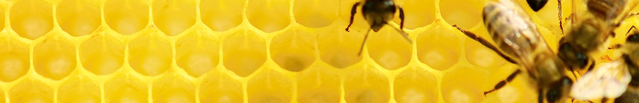 Bees on Honeycomb
