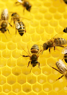 Bees at Work