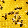 Bees at Work